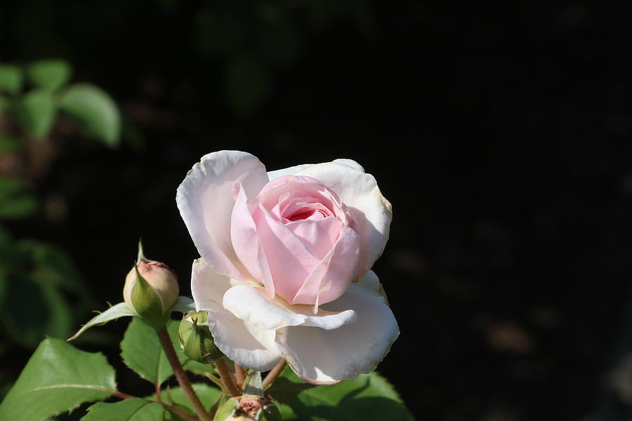 Rose Photograph - Pink #1 by Gerald Mitchell