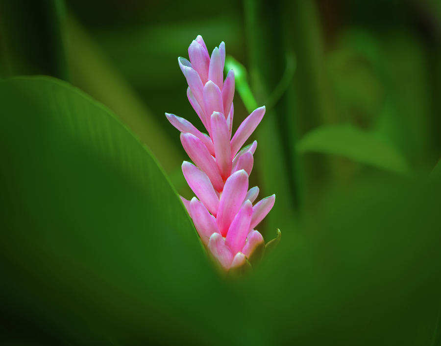 Pink Ginger #1 Photograph by Roger Mullenhour