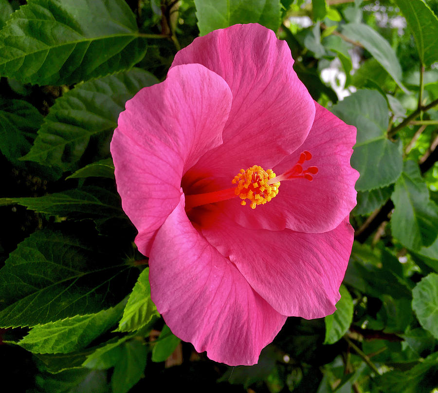 Pink Hibiscus Bloom  #1 Photograph by Deborah League