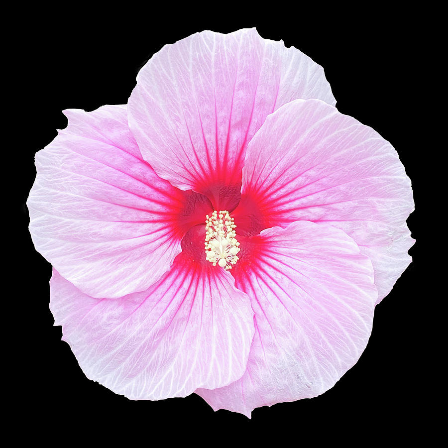 Lite Pink Hibiscus Bloom On Black Digital Art by Deborah League