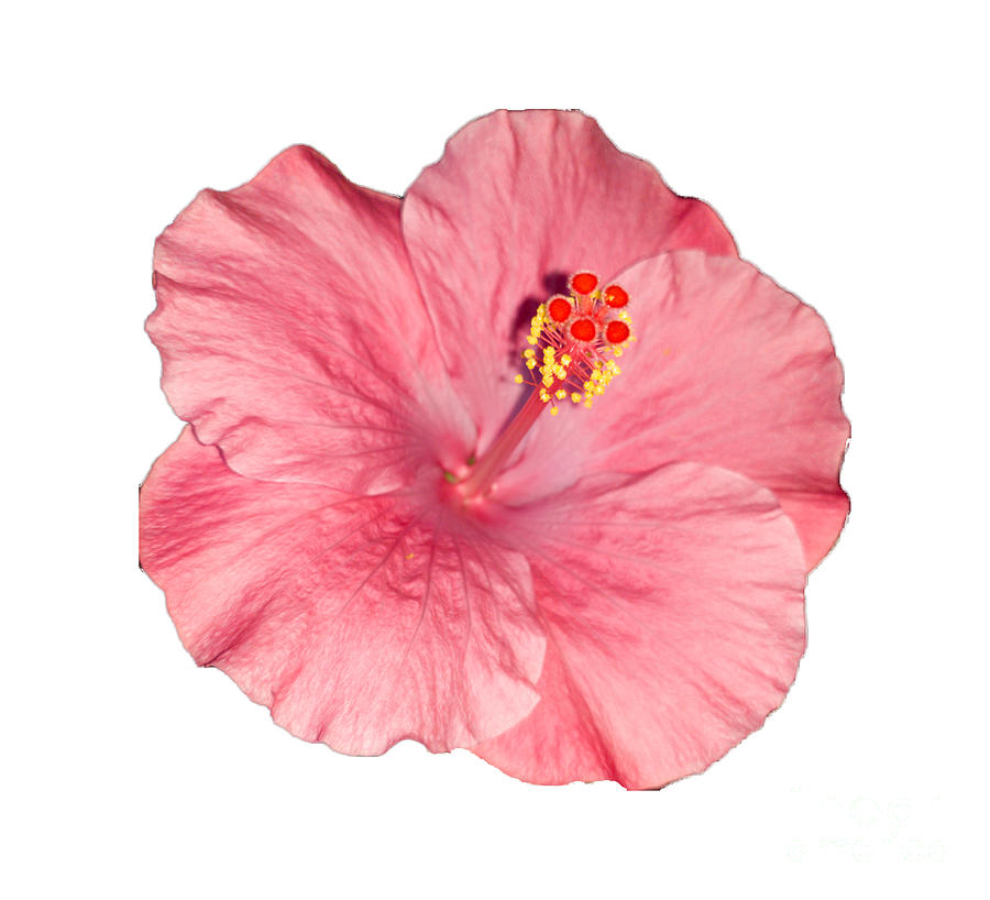 Pink hibiscus #3 Digital Art by Donna Brown
