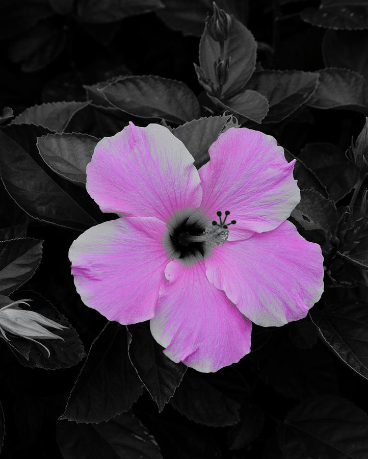 Pink Hibiscus  #1 Photograph by Warren Thompson