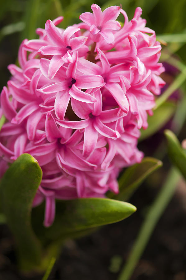 Pink Hyacinth Blossom #1 Photograph by Maria Mosolova