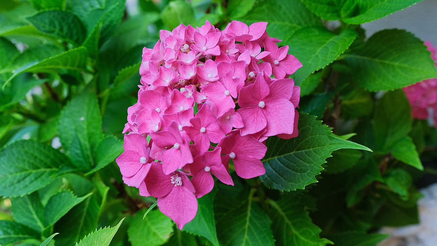 Pink Hydrangea Photograph by Fabio Caironi - Fine Art America