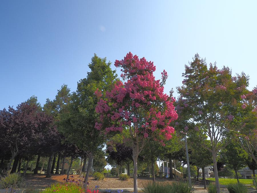 Pink In Park Photograph