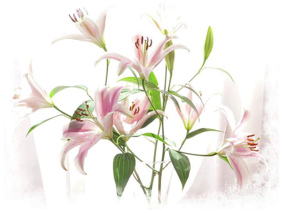 Pink Lilies Photograph by Marcia Lee Jones