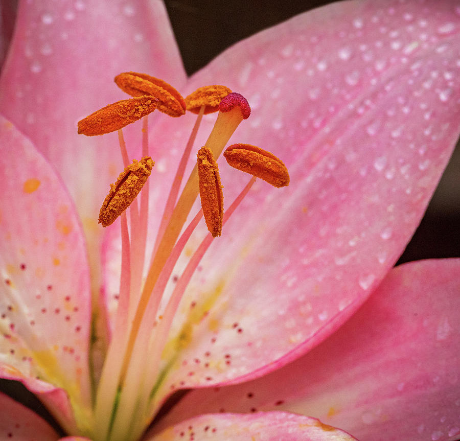 Pink Lily closeup #2 Photograph by Jean Noren