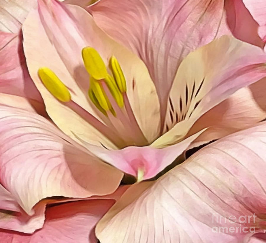 Pink Lily #1 Photograph by Judy Palkimas