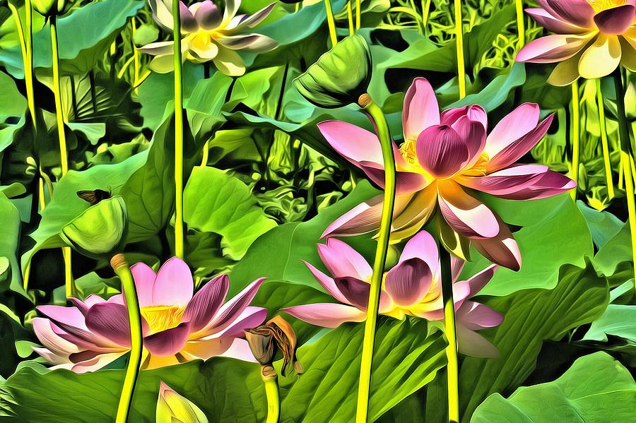 Pink Lotuses Photograph by Geraldine Scull