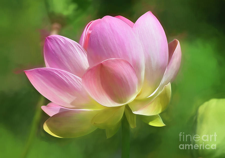 Pink Lotus #1 Photograph by Kathy Baccari