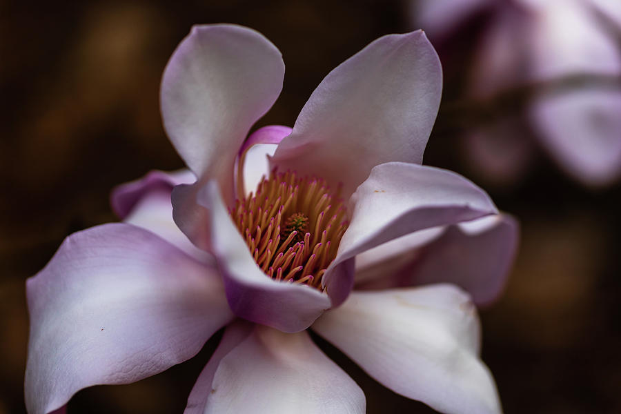 Pink Magnolia #2 Photograph by Aashish Vaidya
