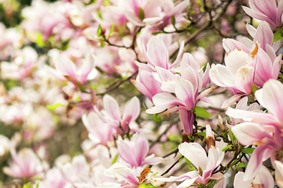 Pink Magnolia - Magnolia Grandiflora - Floral Art Photograph by Ashira ...