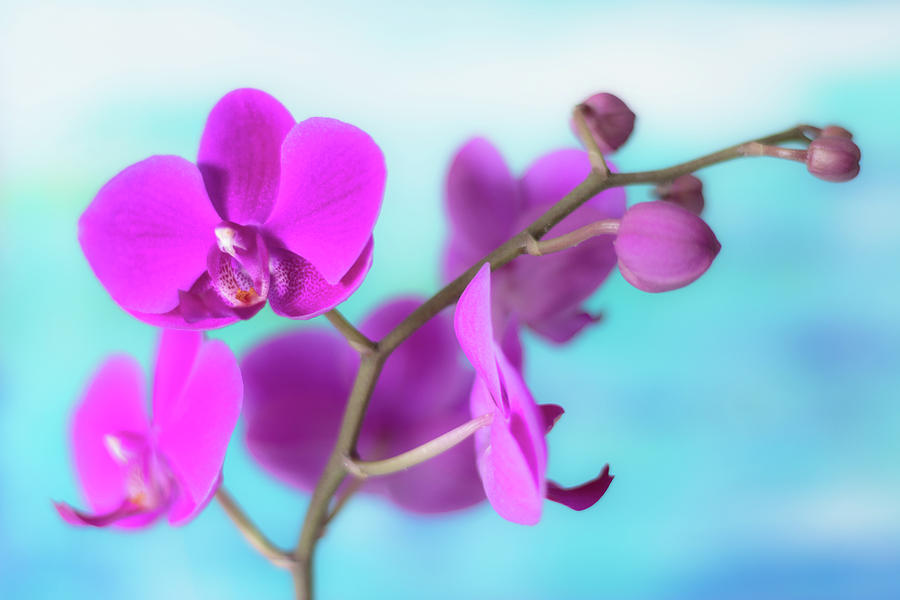 Pink Orchid Phalaenopsis macro #1 Photograph by Cristina Stefan