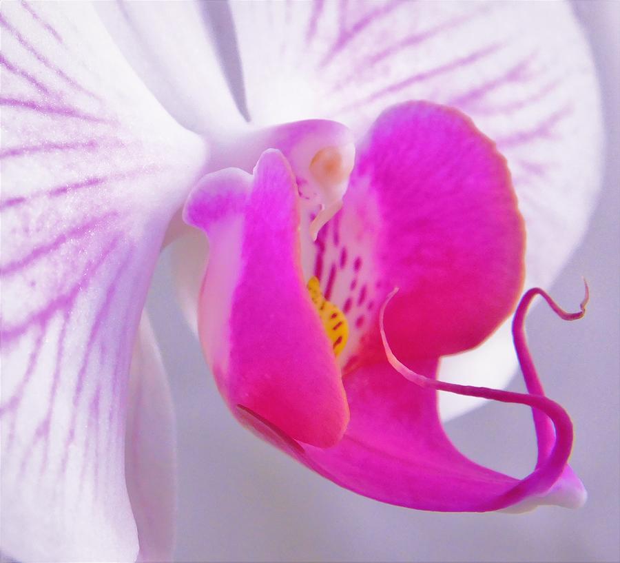 - Pink Orchid  #2 Photograph by THERESA Nye