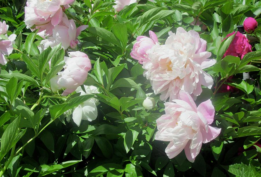 Pink Peonies #1 Photograph by Stephanie Moore