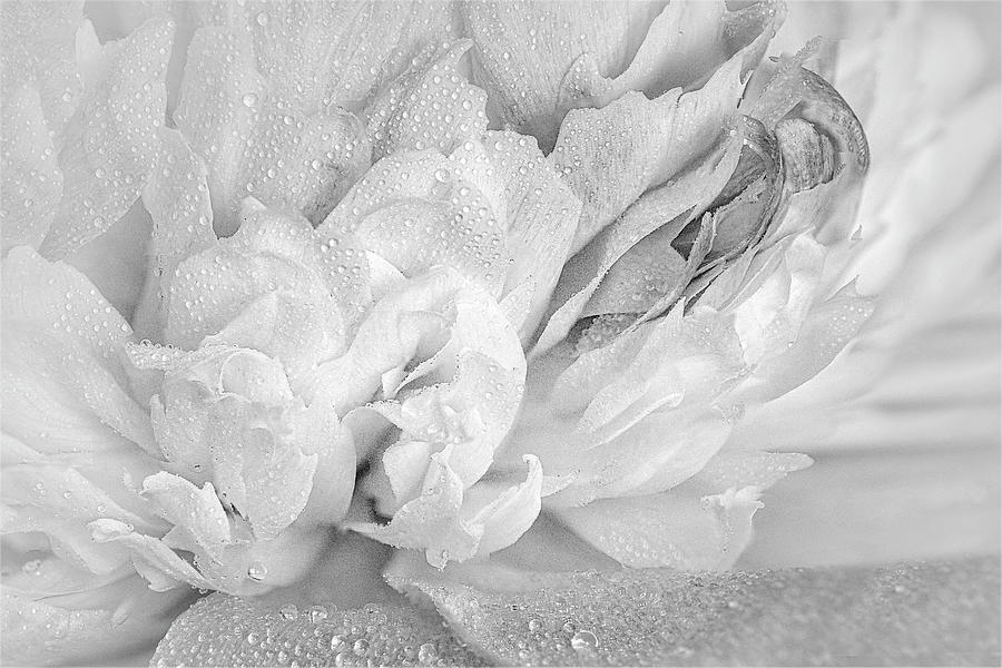 Pink Peony And Drops #1 Photograph by Susan Candelario