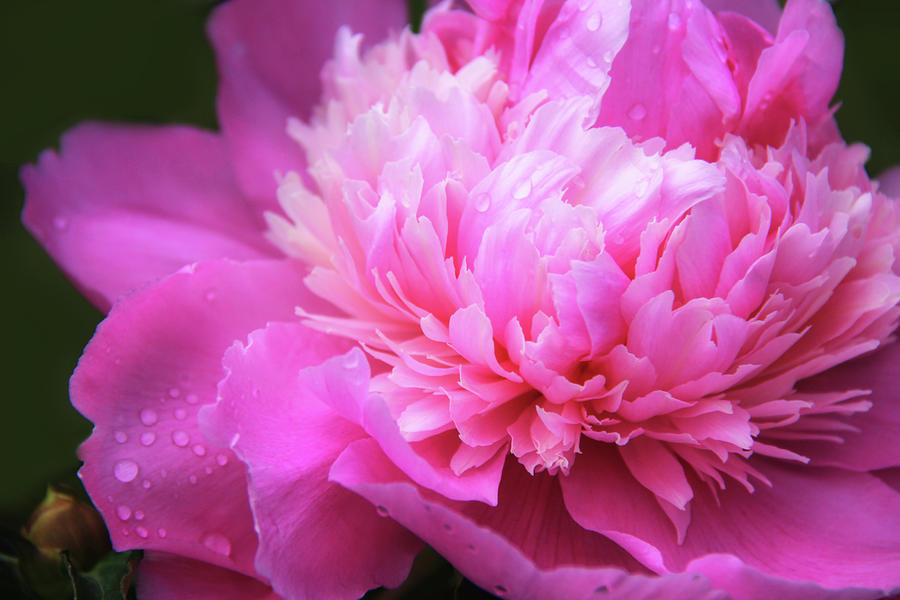 Pink Peony Flower Macro #2 Photograph by Jennie Marie Schell