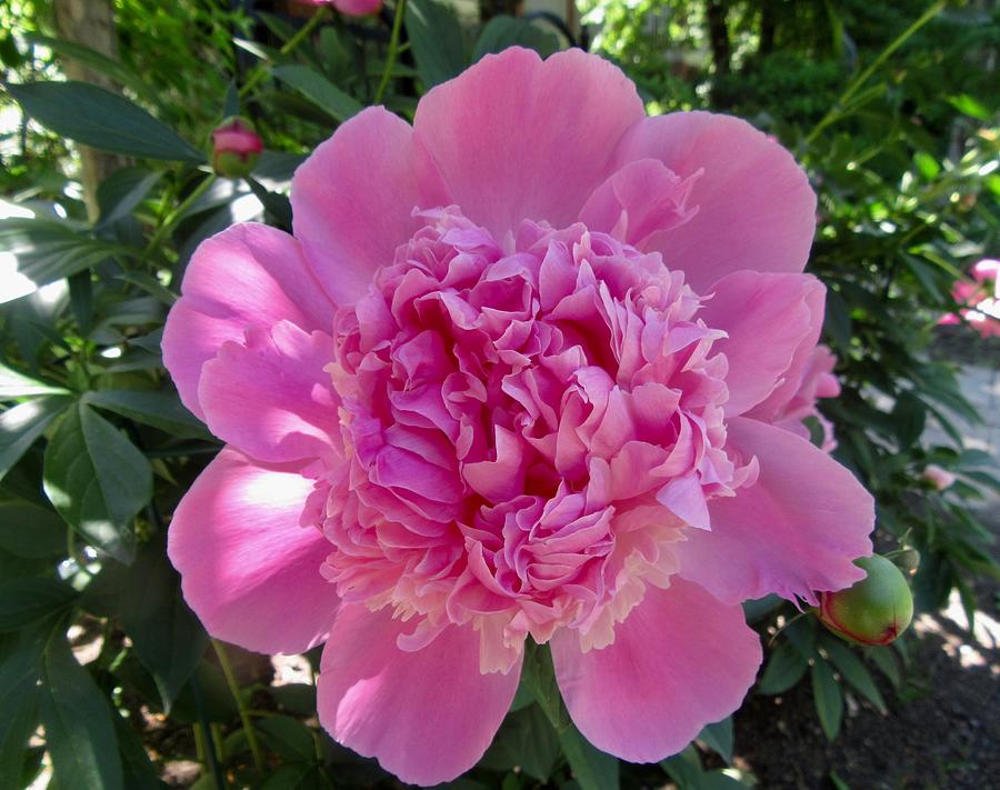 Pink Peony #1 Photograph by Stephanie Moore