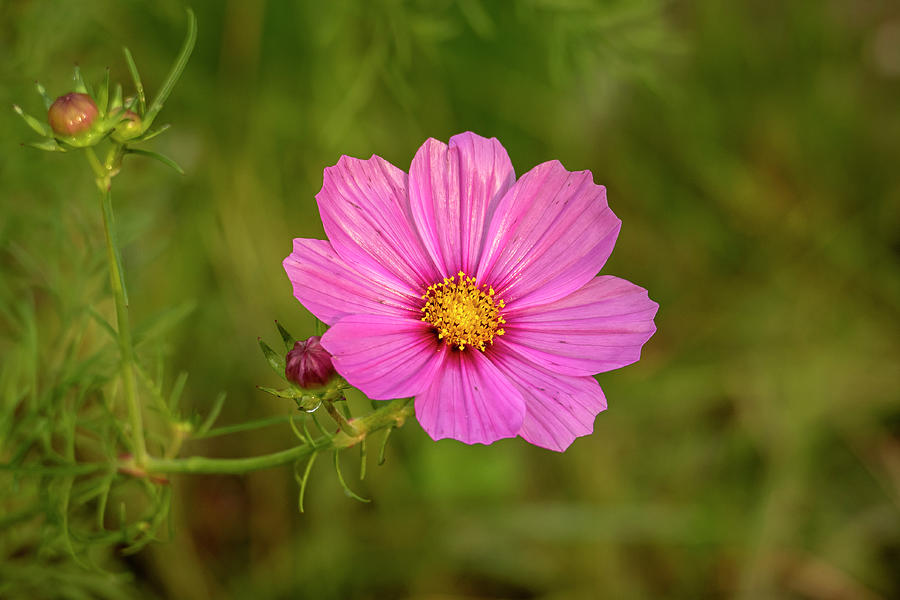 Pink Primrose Flower #1 Photograph by Sandra Js