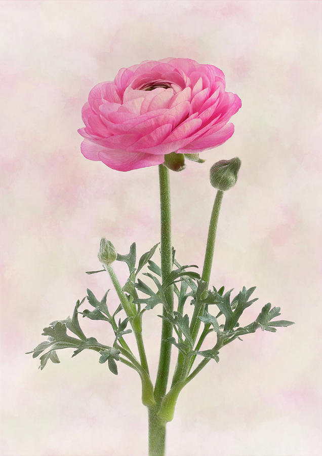 Pink Ranunculus #1 Photograph by Denis O Reilly