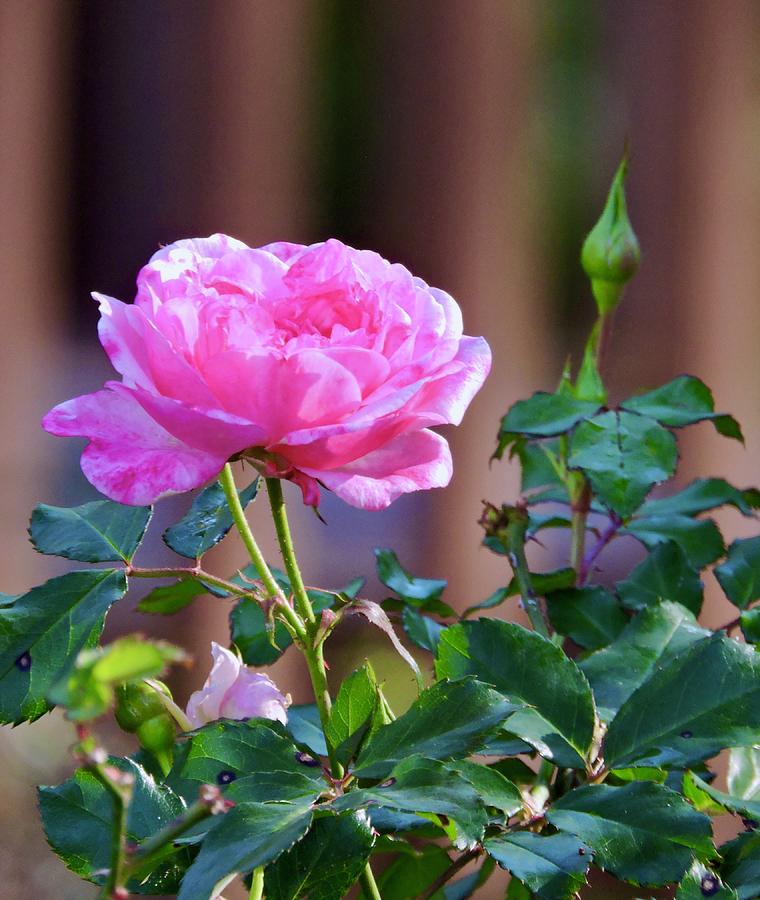 Bloom Photograph - Pink Rose and Bud #1 by Warren Thompson