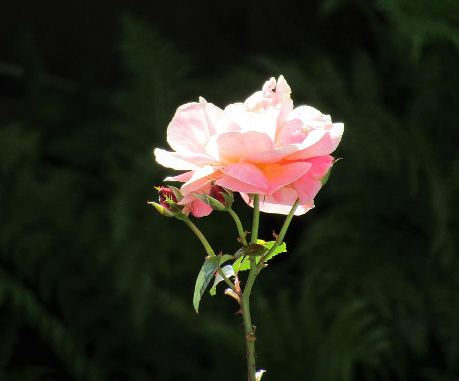 Pink rose flower head #1 Photograph by Barbara Magor
