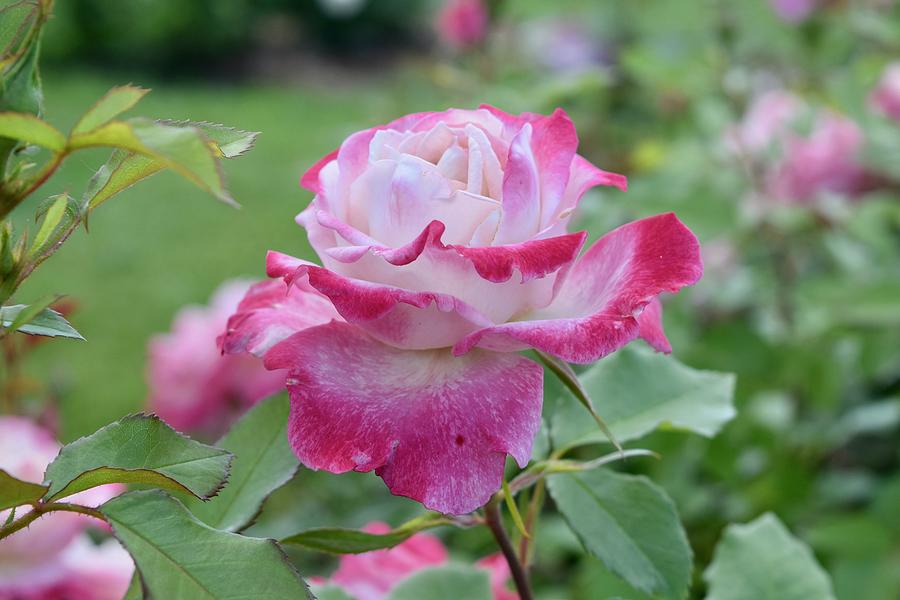 Pink Rose in Elizabeth Park Rose Garden Photograph by Zoe Chatfield ...