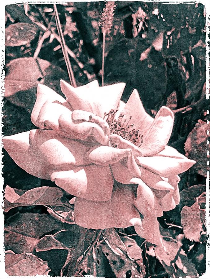 Pink Rose #1 Digital Art by Kathleen Boyles