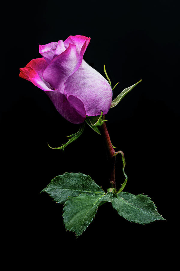 Pink Rose On Black Photograph