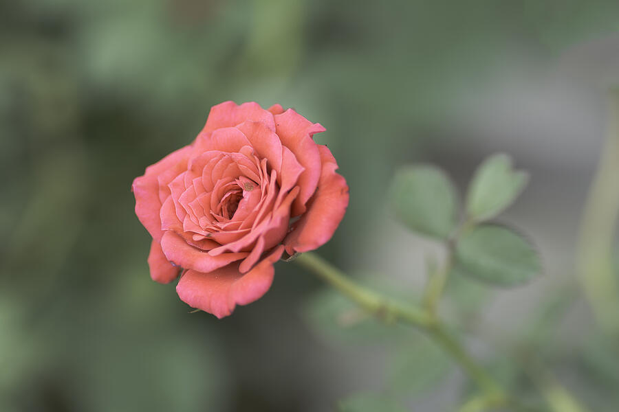 Pink rose on blurred background . #1 Photograph by Supaneesukanakintr
