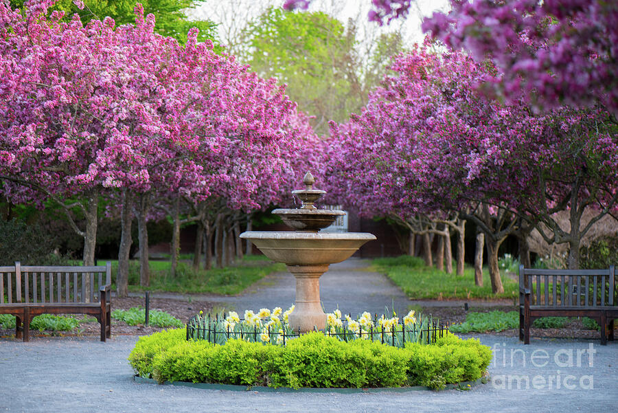 Pink Blossom Fountain Photograph by Vera Chwostyk Pink Blossom Fountain Photograph by Vera Chwostyk