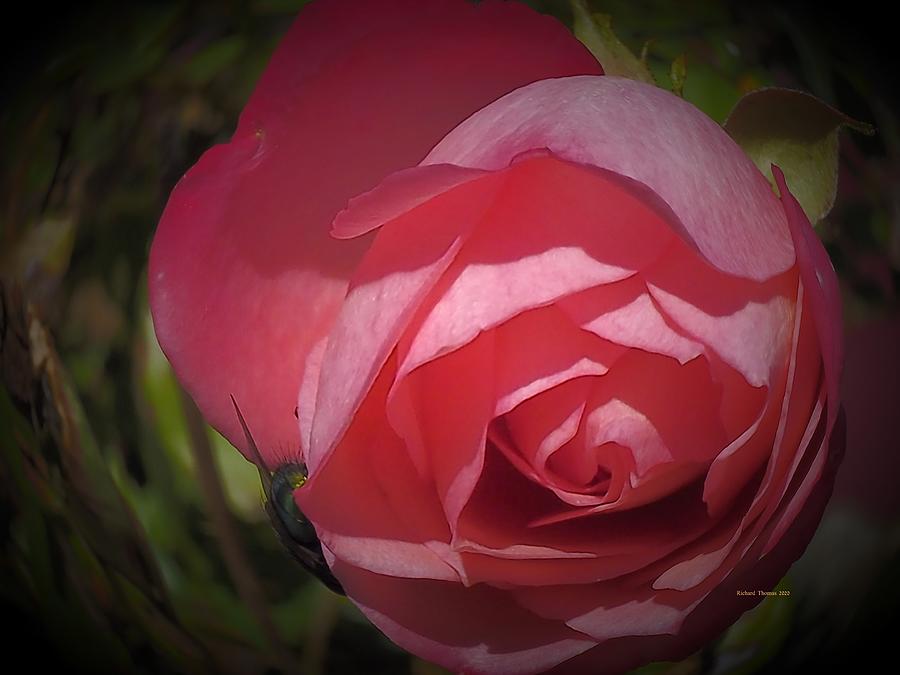 Pink Rose #1 Photograph by Richard Thomas
