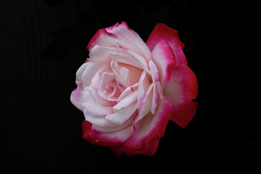 Pink Rose #1 Photograph by Ron Roberts
