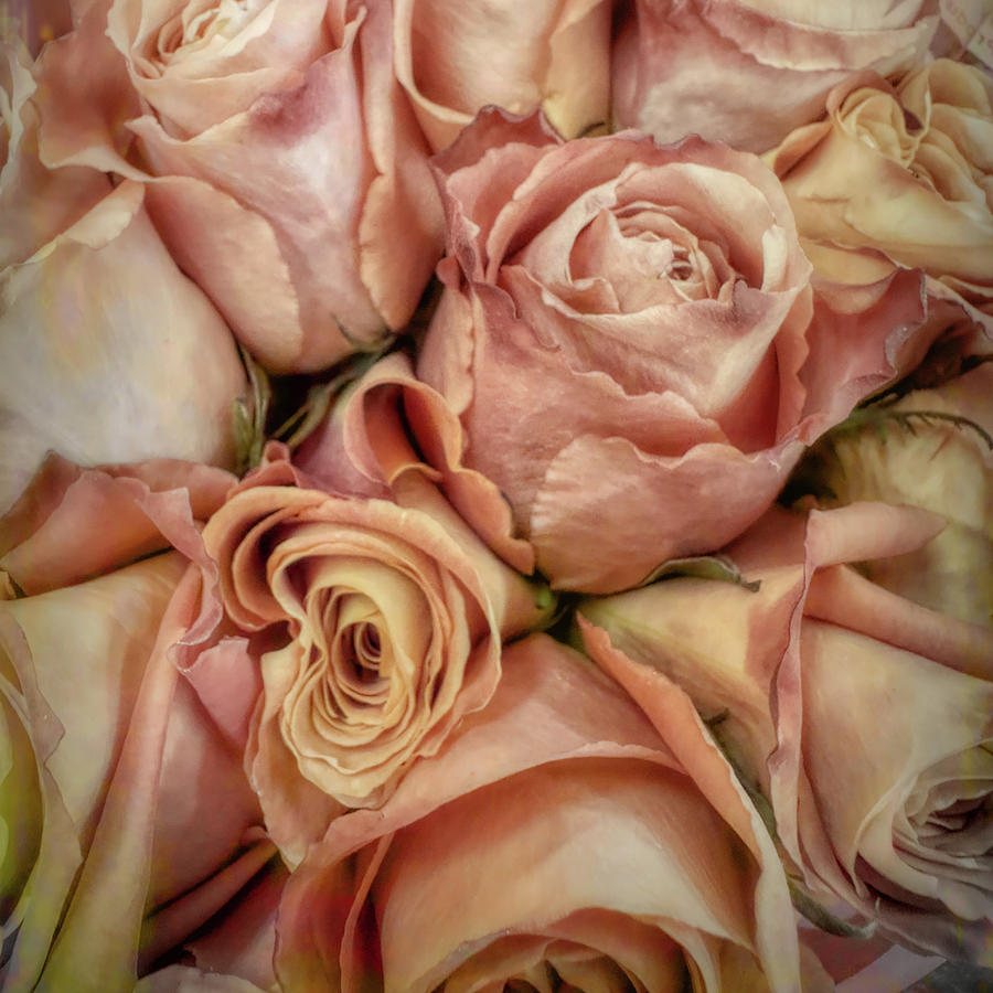 Pink Roses  #1 Photograph by Ann Powell