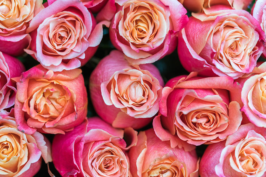 Pink Roses, Background Photograph