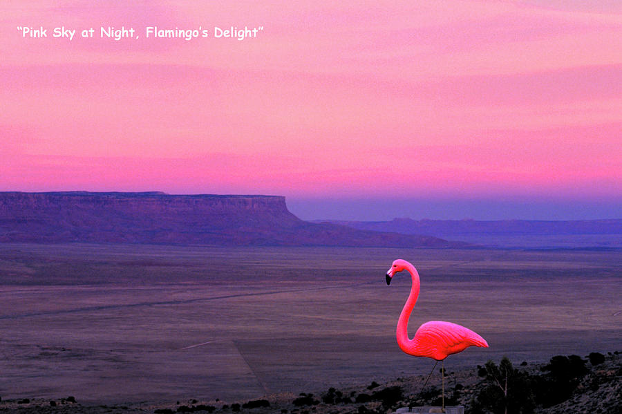 Pink Sky at Night Flamingos Delight #1 Photograph by R C Fulwiler