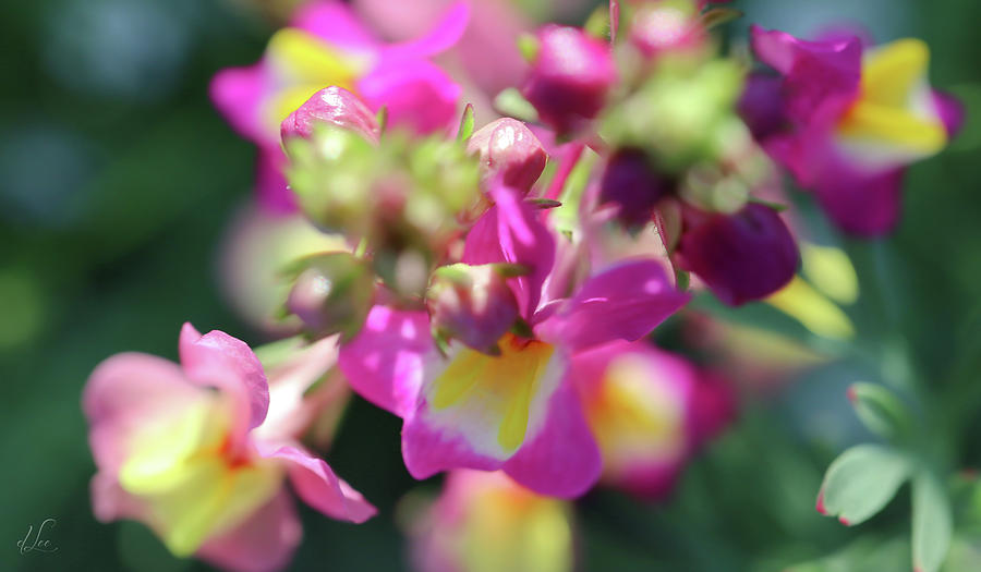 Flower Photograph - Pink Snapdragon #1 by D Lee