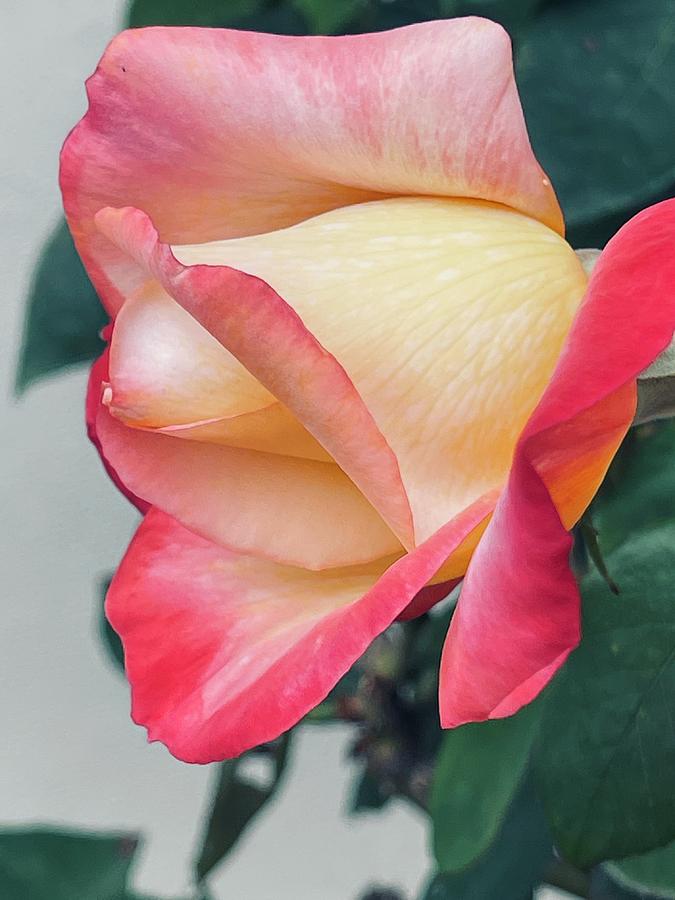Pink Tipped Rose #1 Digital Art by Kathleen Boyles