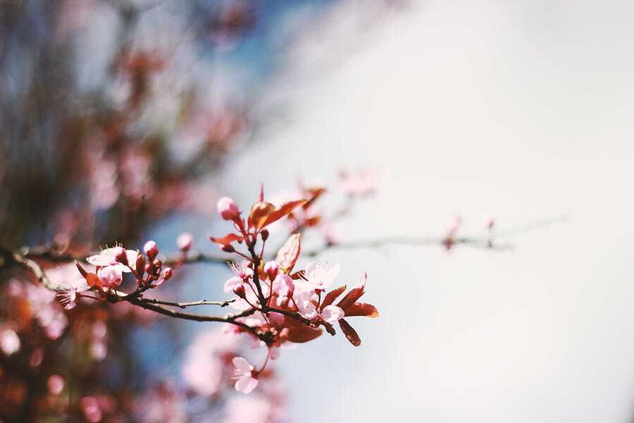 Pink Tree Blossoms #1 Photograph by Gregoria Gregoriou Crowe fine art and creative photography.