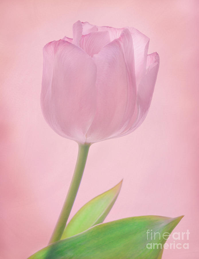 Pink Tulip Photograph