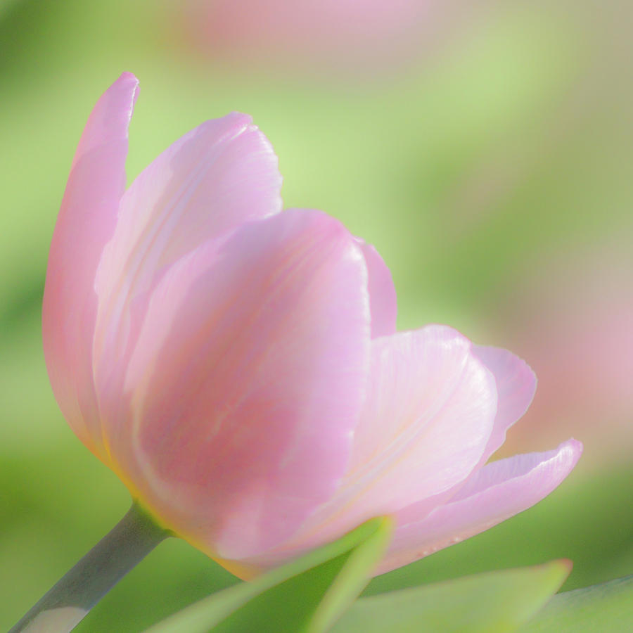 Pink Tulip I Photograph by Joan Han