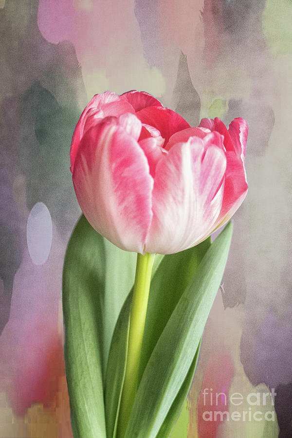 Pink Tulip #1 Photograph by Lynn Bolt