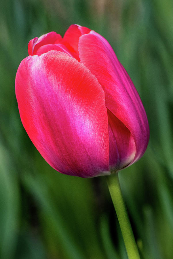 Pink Tulip Profile #1 Photograph by Don Johnson