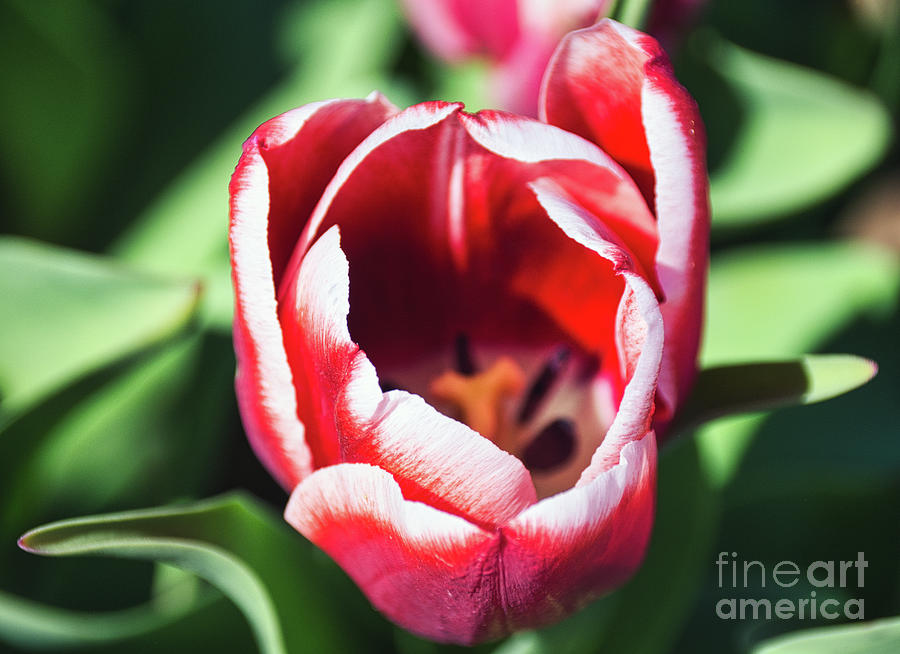 Pink Tulips 5 Photograph
