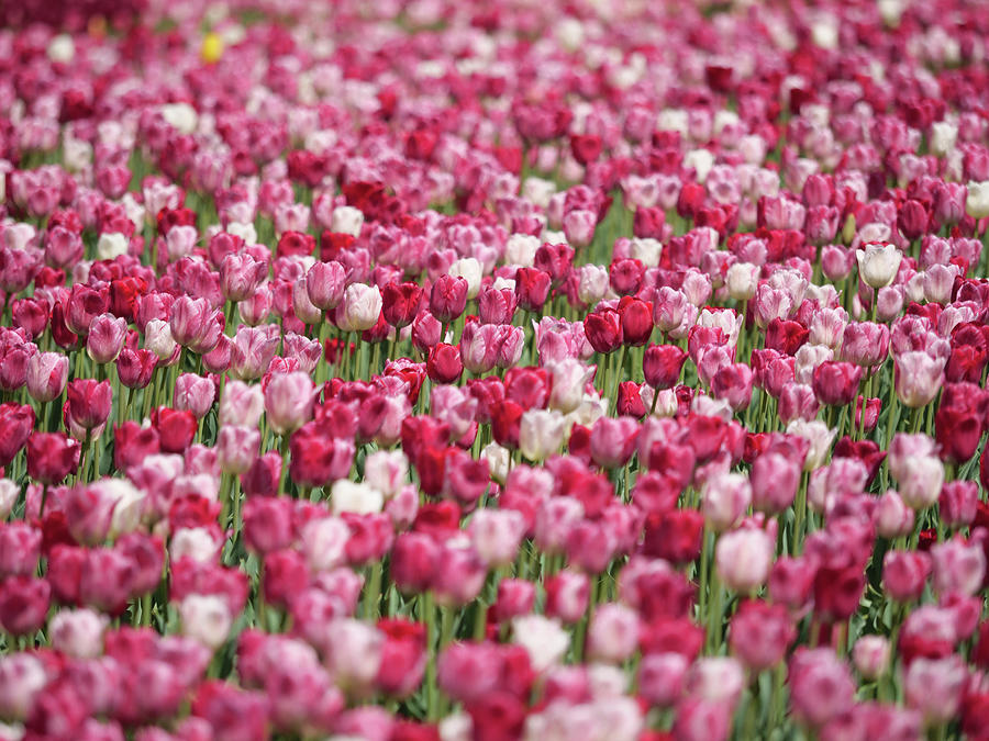 Pink tulips on display during the Ottawa Tulip Festival #1 Photograph by Rob Huntley