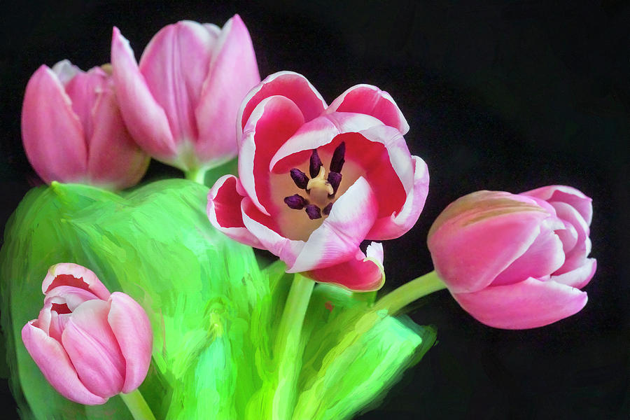  Pink Tulips Pink Impression X106 Photograph by Rich Franco
