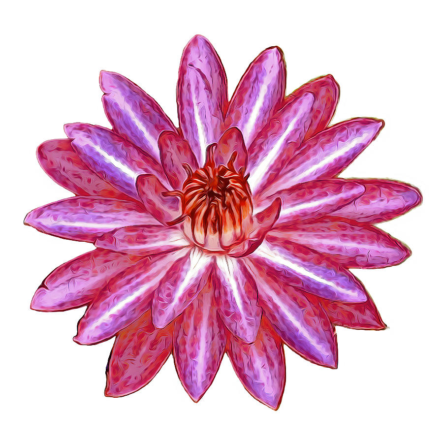 Pink Waterlily Blossom on Black #1 Mixed Media by Deborah League