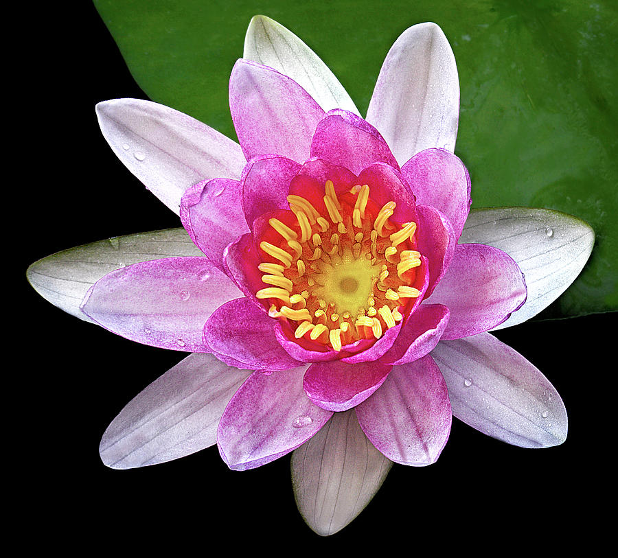 Pink Waterlily #1 Photograph by Susan Candelario