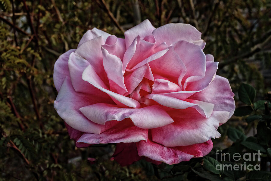 Pink Winter Rose Photograph by Robert Bales - Fine Art America