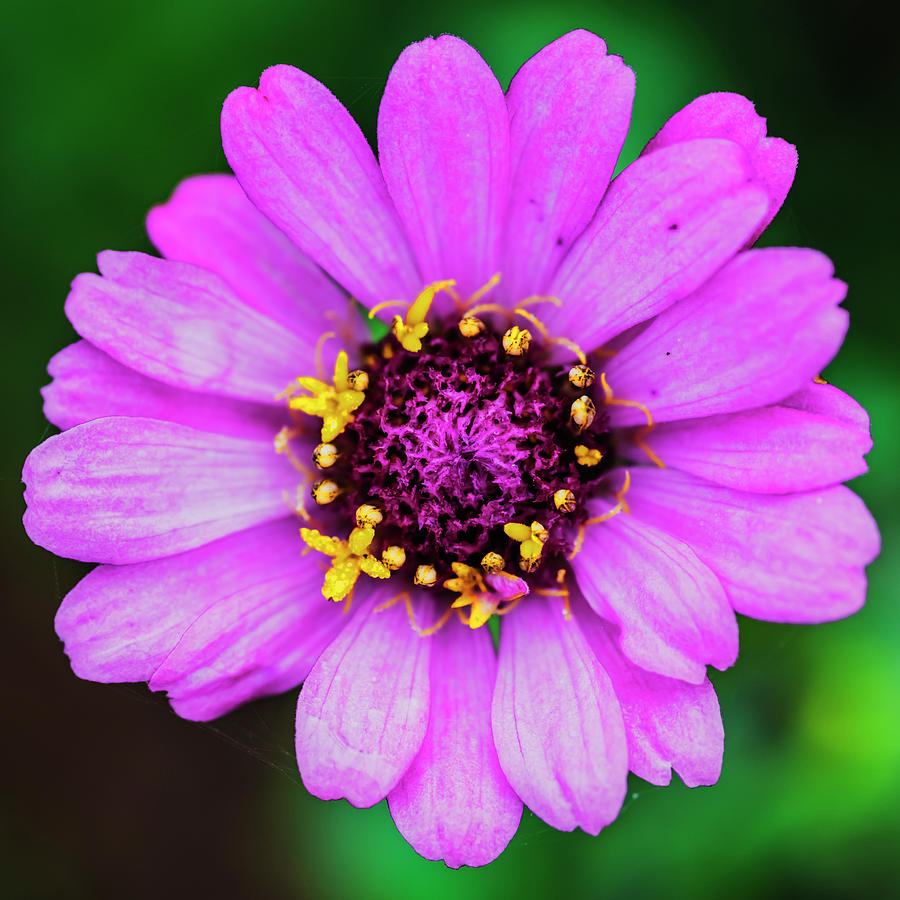 Pink zinnia flower #1 Photograph by Vishwanath Bhat